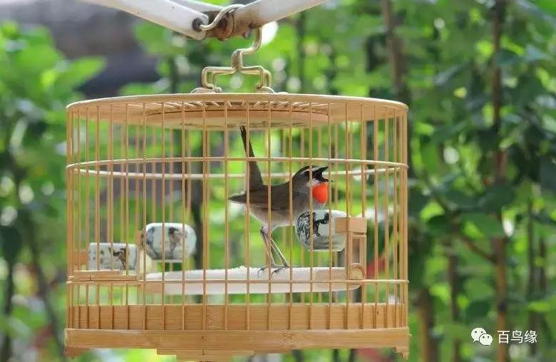 靛颏怎样快速上手,靛颏的十大忌讳