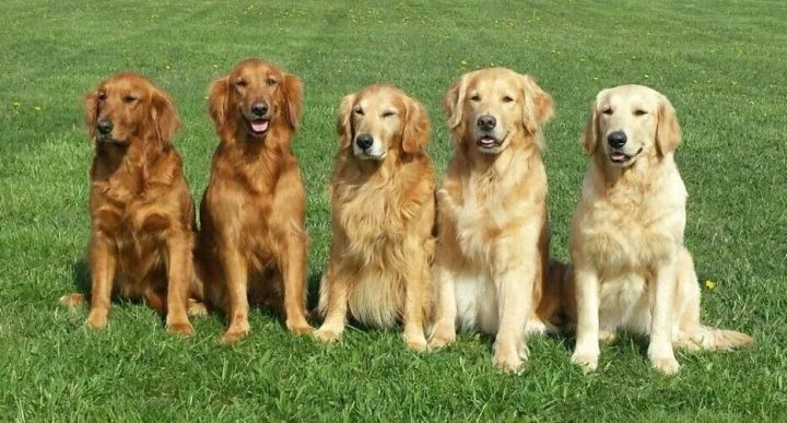 挑选金毛幼犬品相,一个月红毛金毛品相怎么看