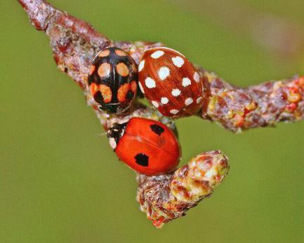 吃肉的瓢虫是农夫的好帮手，别再将它们一网杀尽啦！