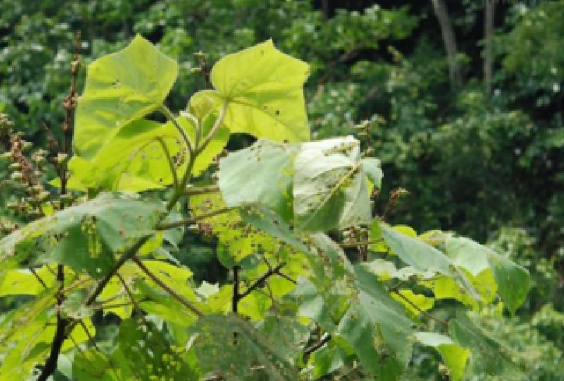 安徽省蒙城县许疃镇,安徽省蒙城县城