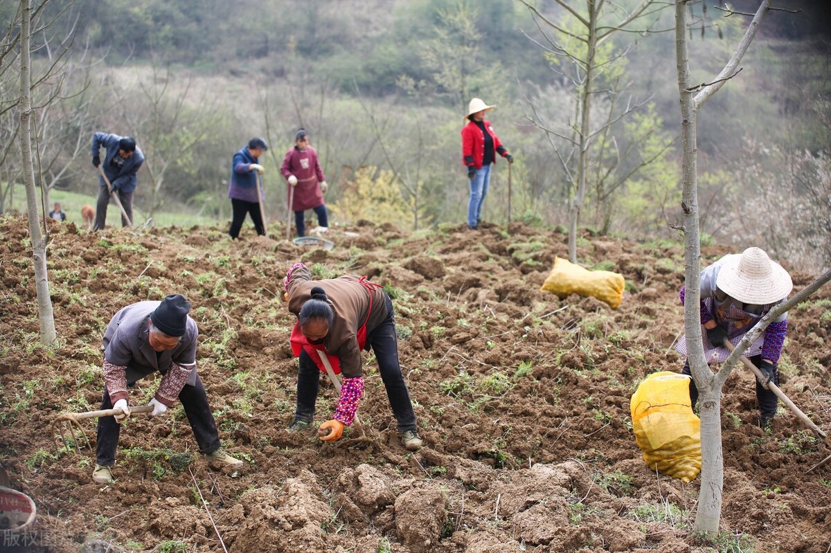 人工种植魔芋一亩能产多少斤,魔芋种植暴利吗