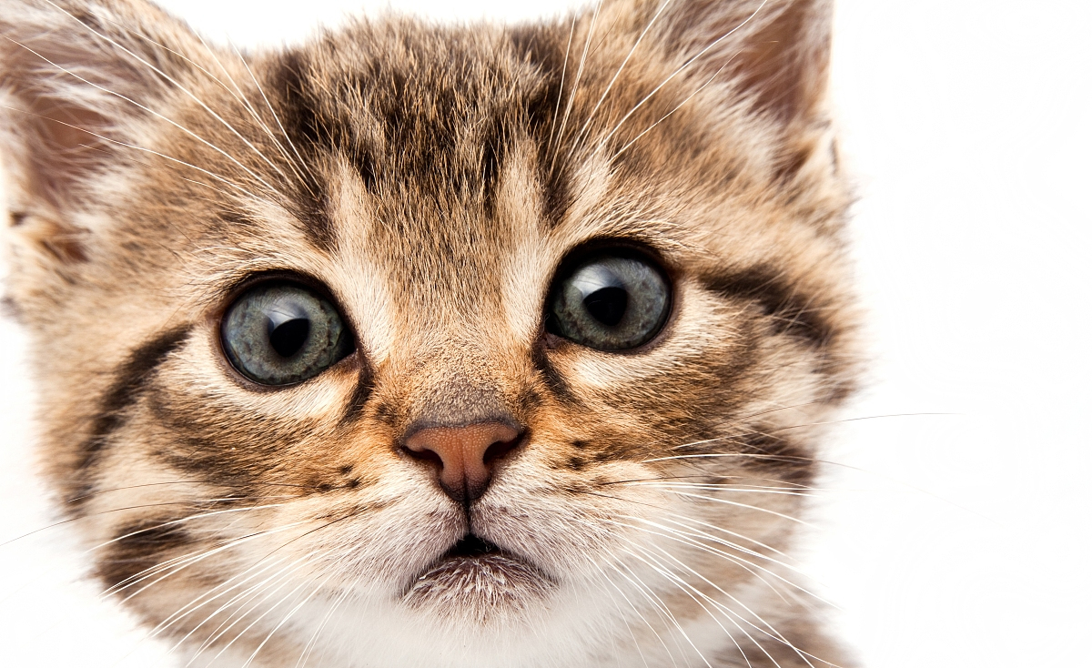 猫粮需要倒满吗,猫粮不要囤太多