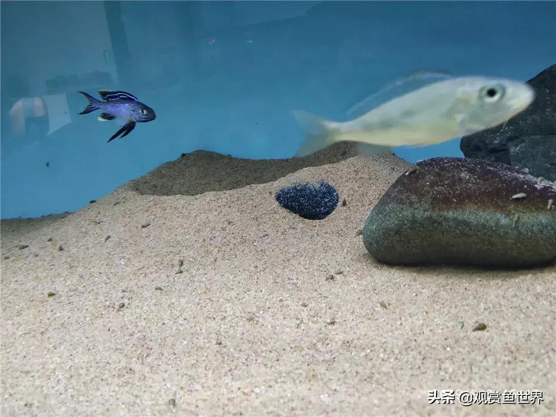 梦想的三湖世界持续建设中……方位:中国天津