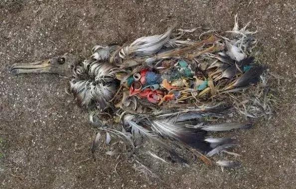 化妆品里竟然含有塑料？