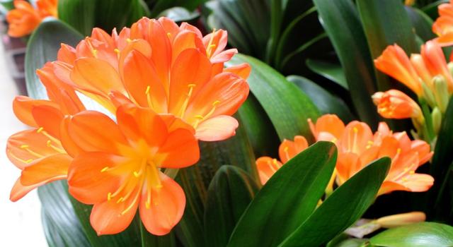 西安三桥附近哪里有花卉市场,西安北二环大明宫花卉市场地址