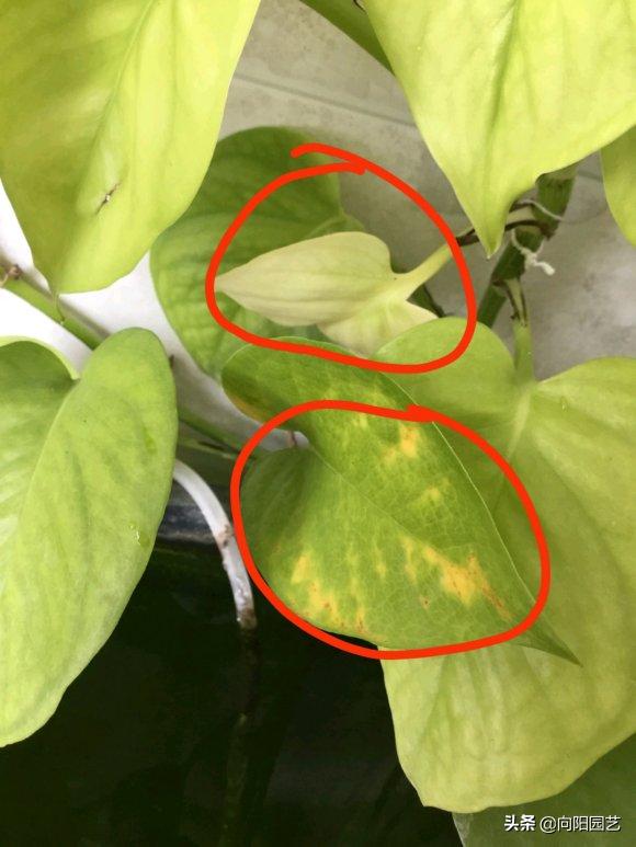 绿萝养不好总是黄叶子是怎么回事,养护绿萝出现了黄叶怎么办