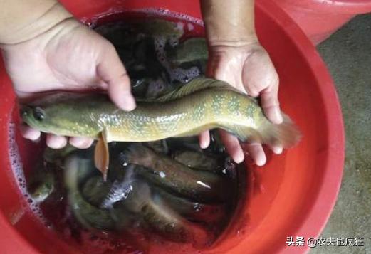 俗称“七星鱼”，酷似泥鳅，有“鱼中珍品”美誉，60元1斤难买到
