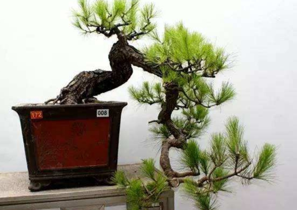 山松盆景新桩较难成活怎么办,适合做盆景的下山松