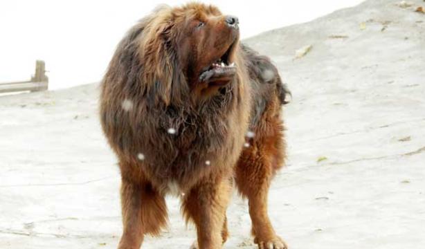 这五种狗狗价格感人，5千万一只要不要？