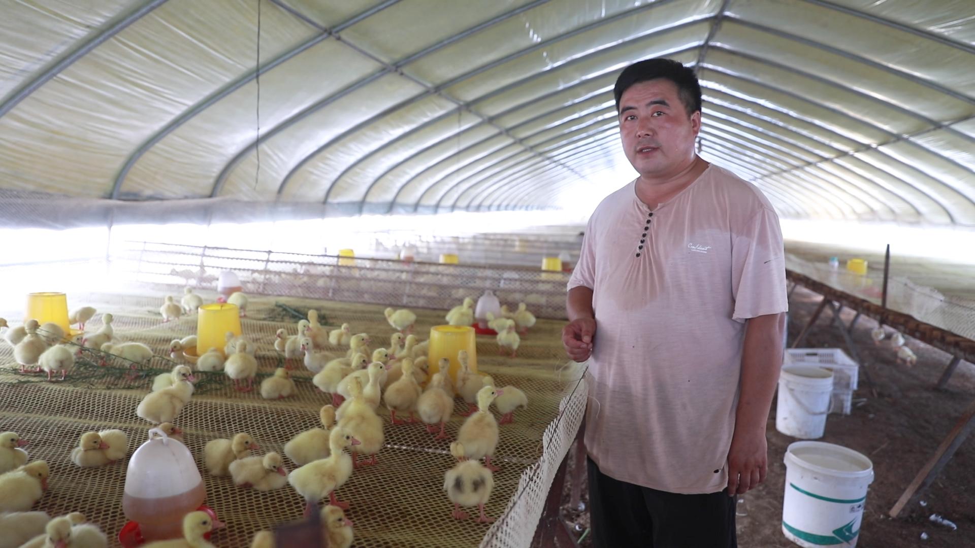 怎样预防鹅苗生病,夏天育雏鹅苗怎么降温