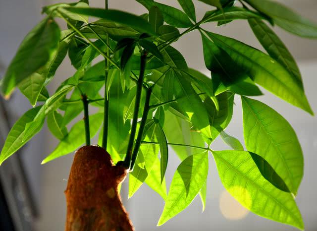 室内招财树怎么养护叶子不发黄,招财树树叶发黄掉落是什么原因