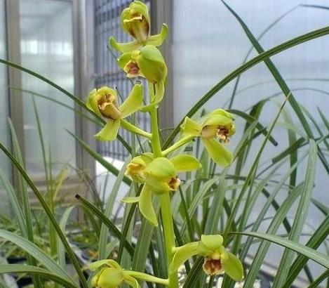 值得收藏的兰花品种有哪些图片,最好的兰花品种图片大全欣赏