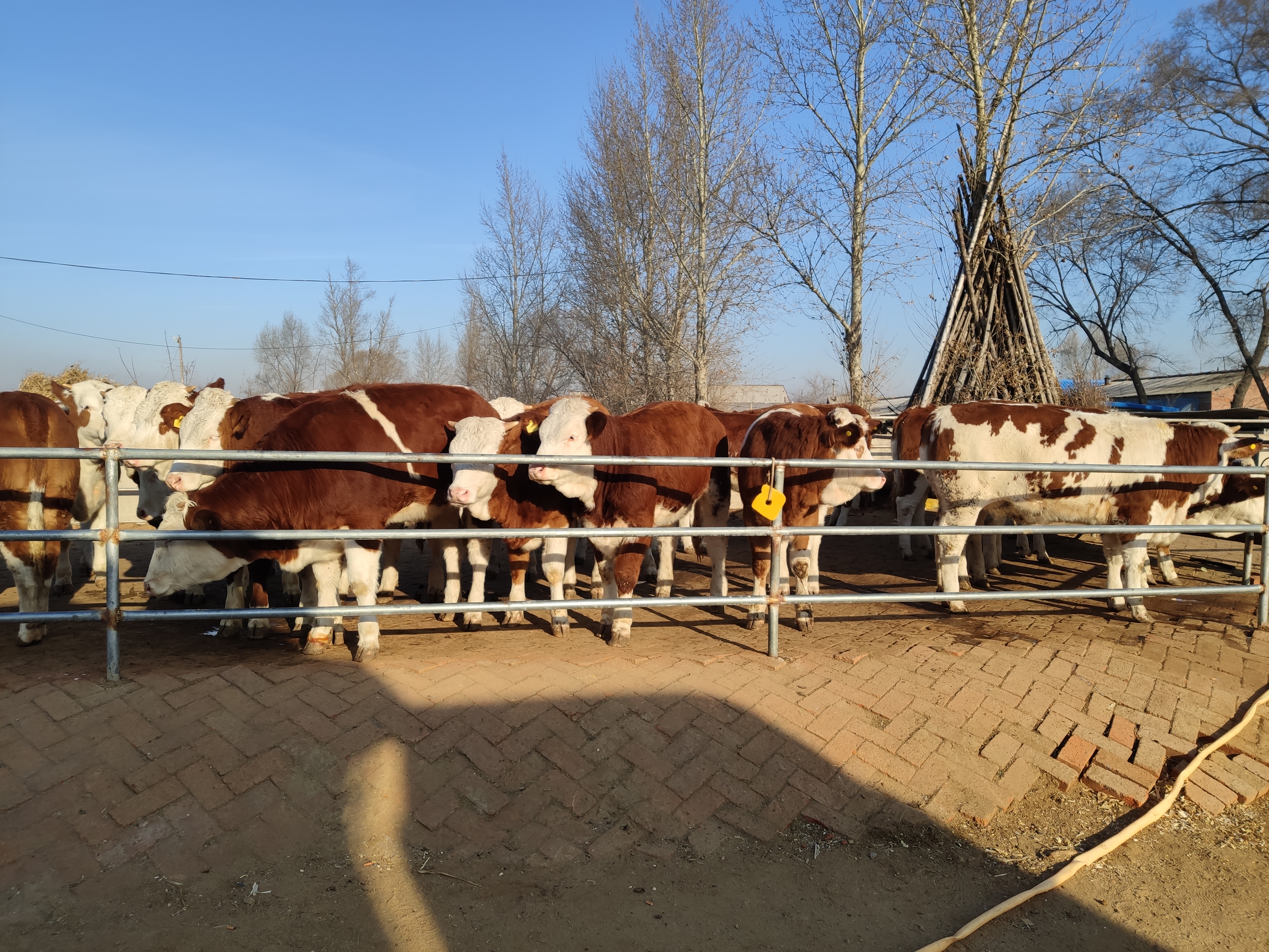 牛前腿受伤了怎么治疗,牛摔伤前腿骨折怎么治疗