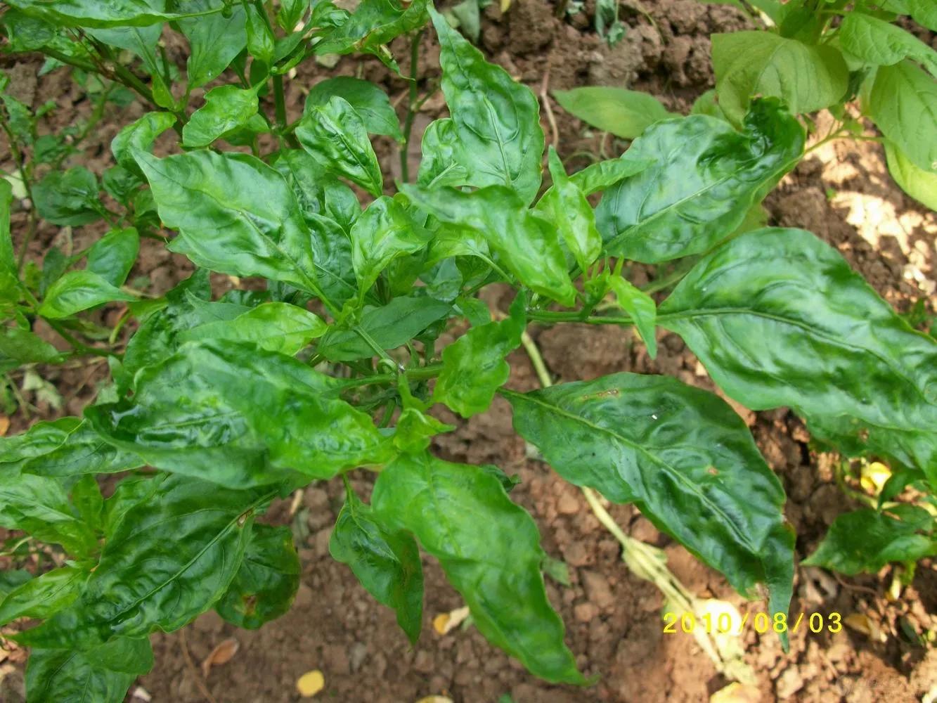 辣椒病毒病为什么用宁南霉素没用,辣椒病毒病用什么药最见效