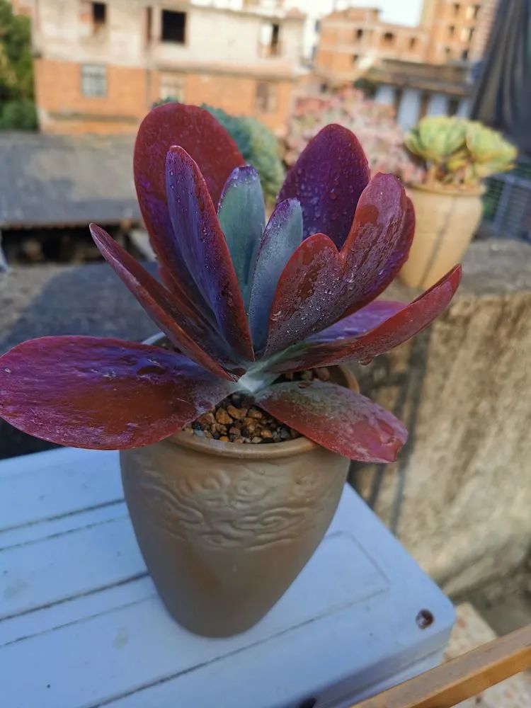 我和多肉,我与多肉