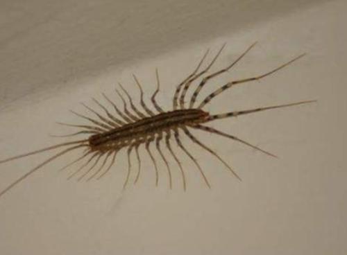 家里经常出现这种虫子,家中发现这种虫子要当心