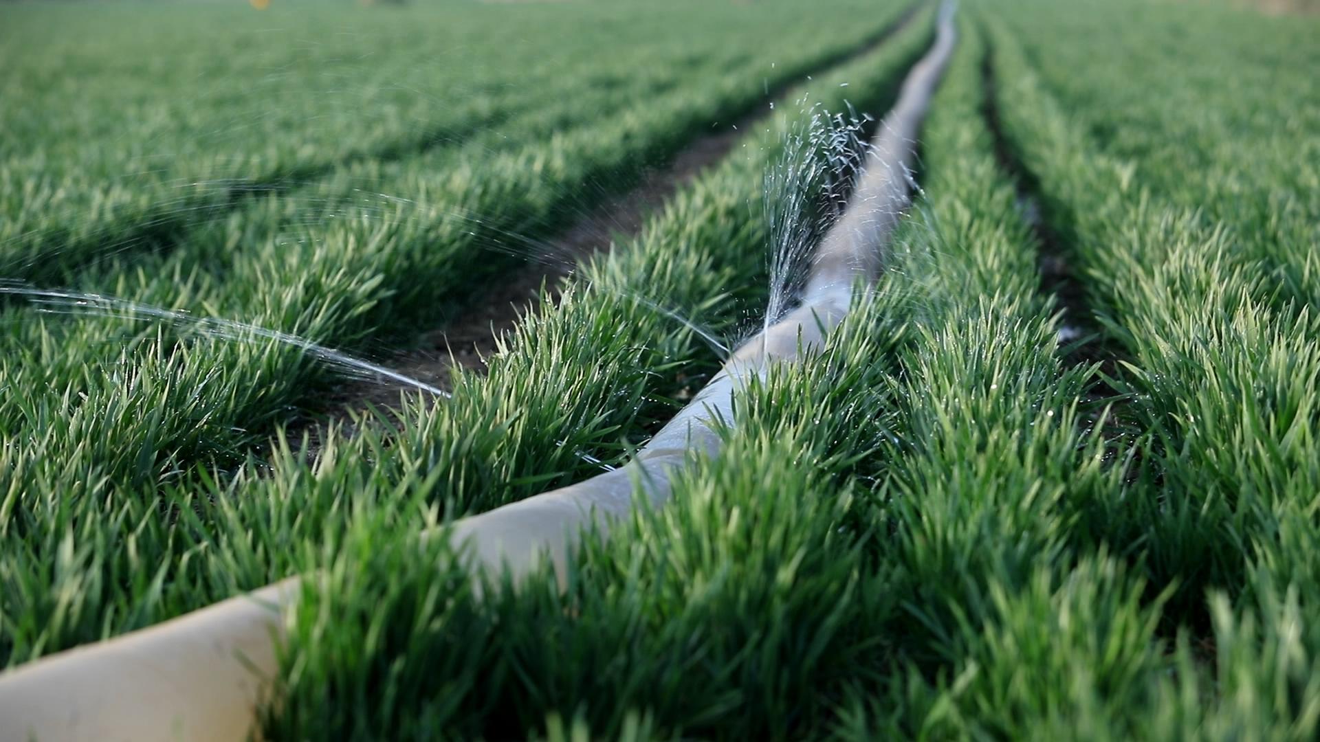 小麦拔节期浇水能增产吗,小麦拔节期用什么药能增产