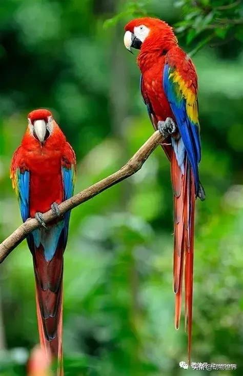 飞翔的彩虹鸟,飞翔的鹦鹉绿幕素材