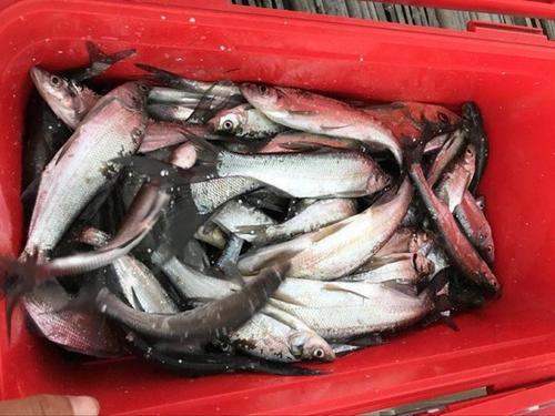 泥鳅党到底是什么,为什么禁止泥鳅党