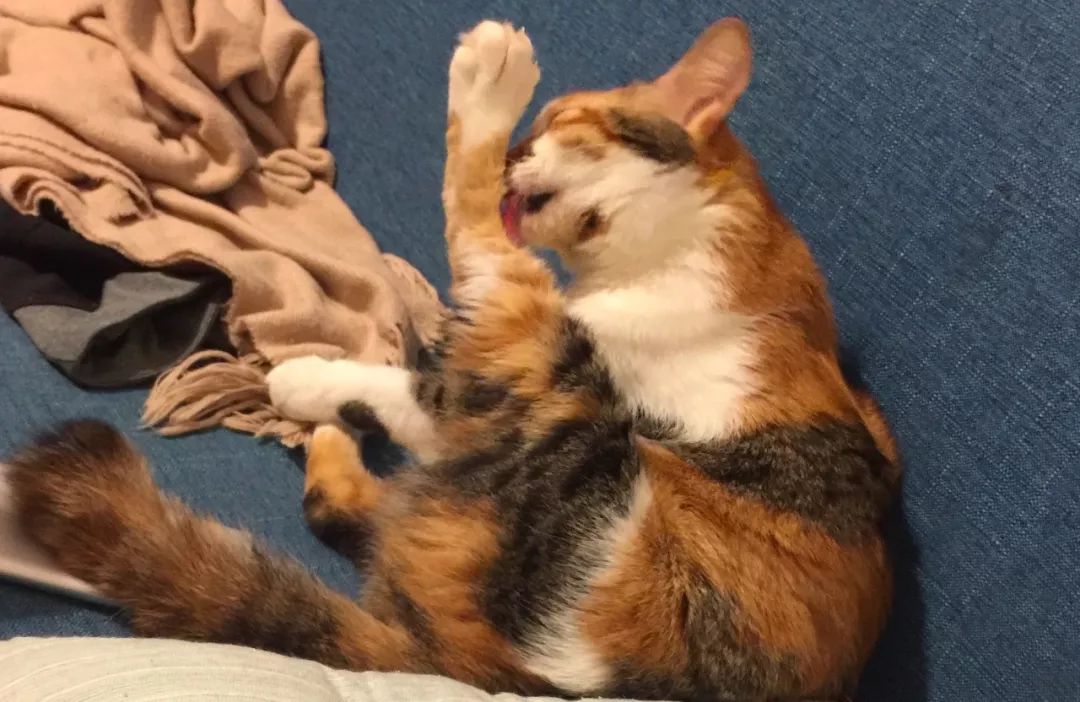 猫咪随便大小便如何纠正,猫咪随便大小便怎么办