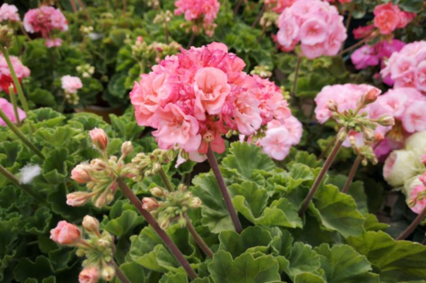 天竺葵几月份是开花旺季,天竺竹为什么夏天不开花