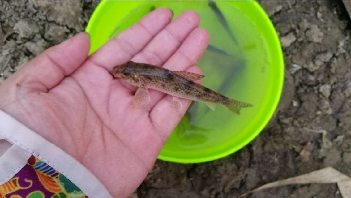 新手钓大鱼必会的技巧,不怕小鱼闹的饵