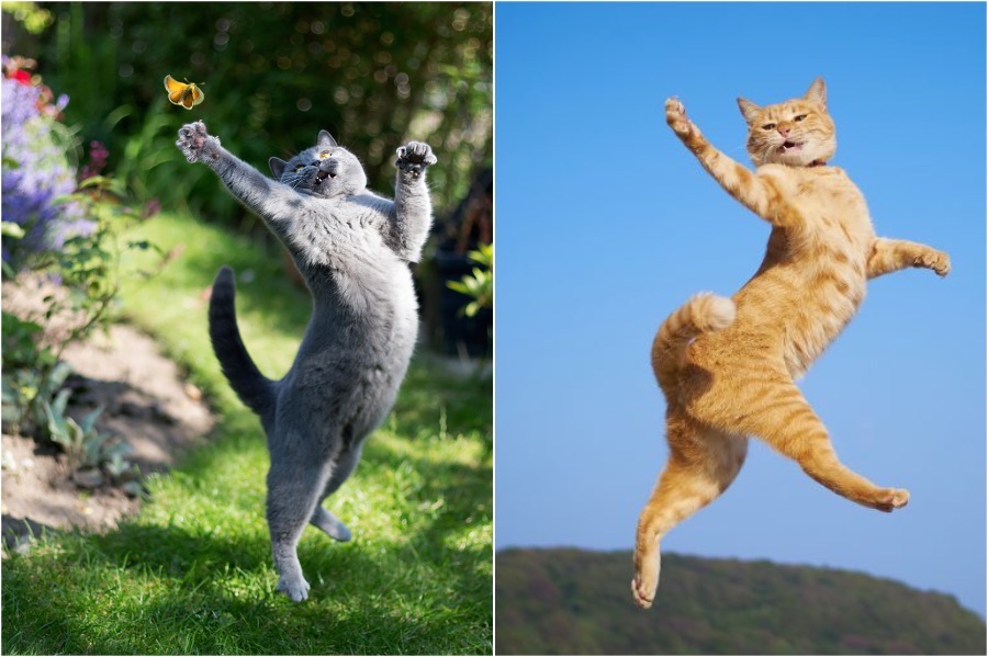 飞猫三种形态,终极飞猫飞行视频