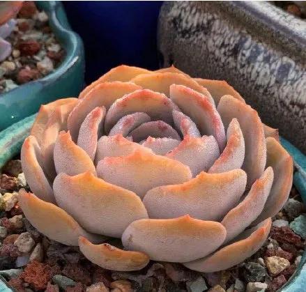 恒大新球场设计被曝,广州恒大球场设计