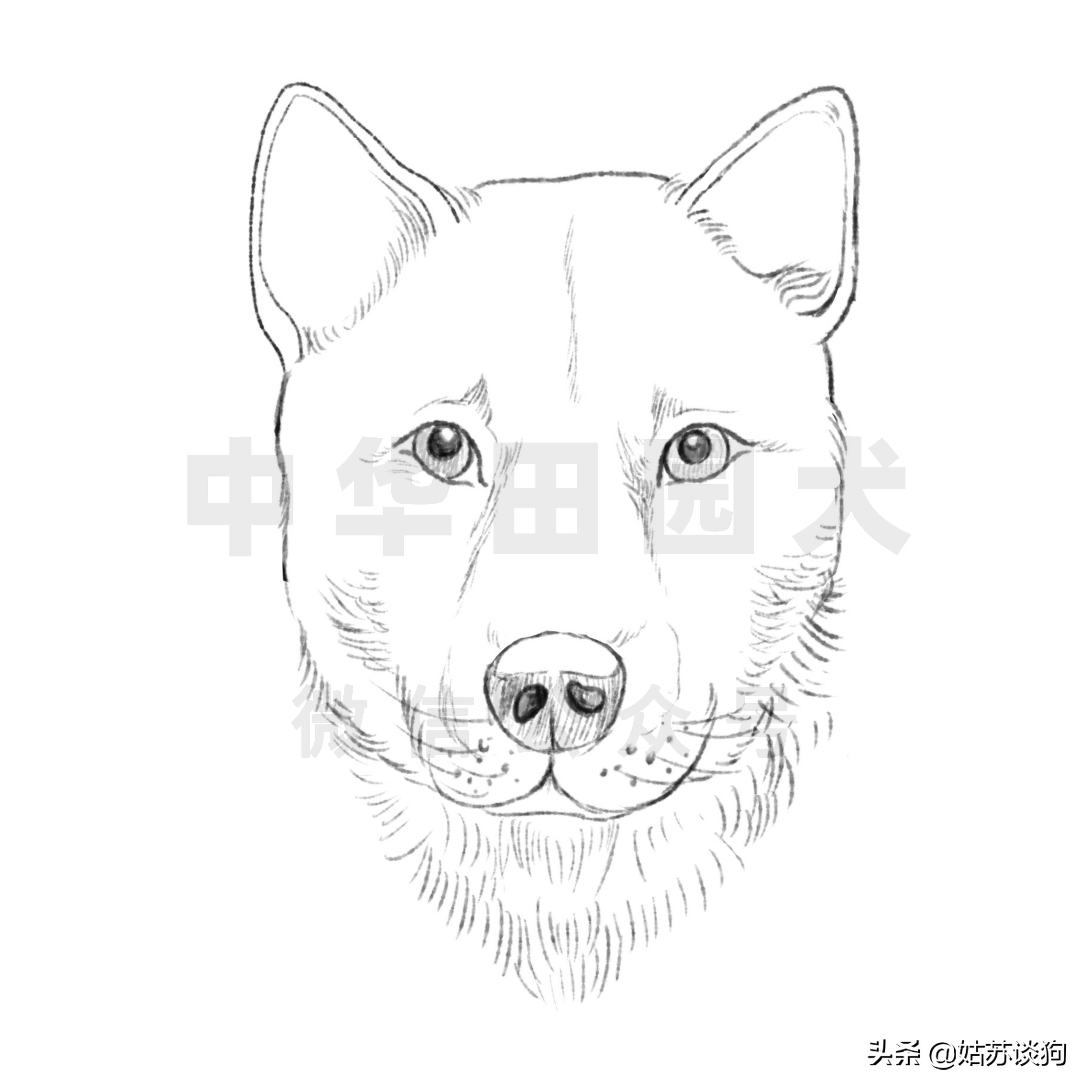 中华田园犬土狗品种图片,中华田园犬广西土狗