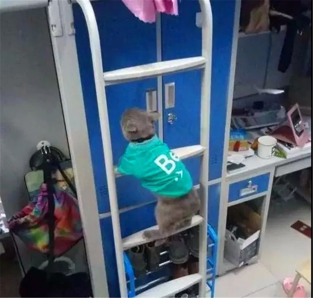 大学生宿舍养猫被发现后猫怎么办,宿舍养猫宿管检查