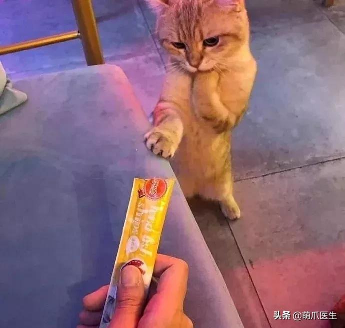 猫咪黑下巴毛囊炎的终极解决办法,猫咪有毛囊炎胡须还能长出来吗