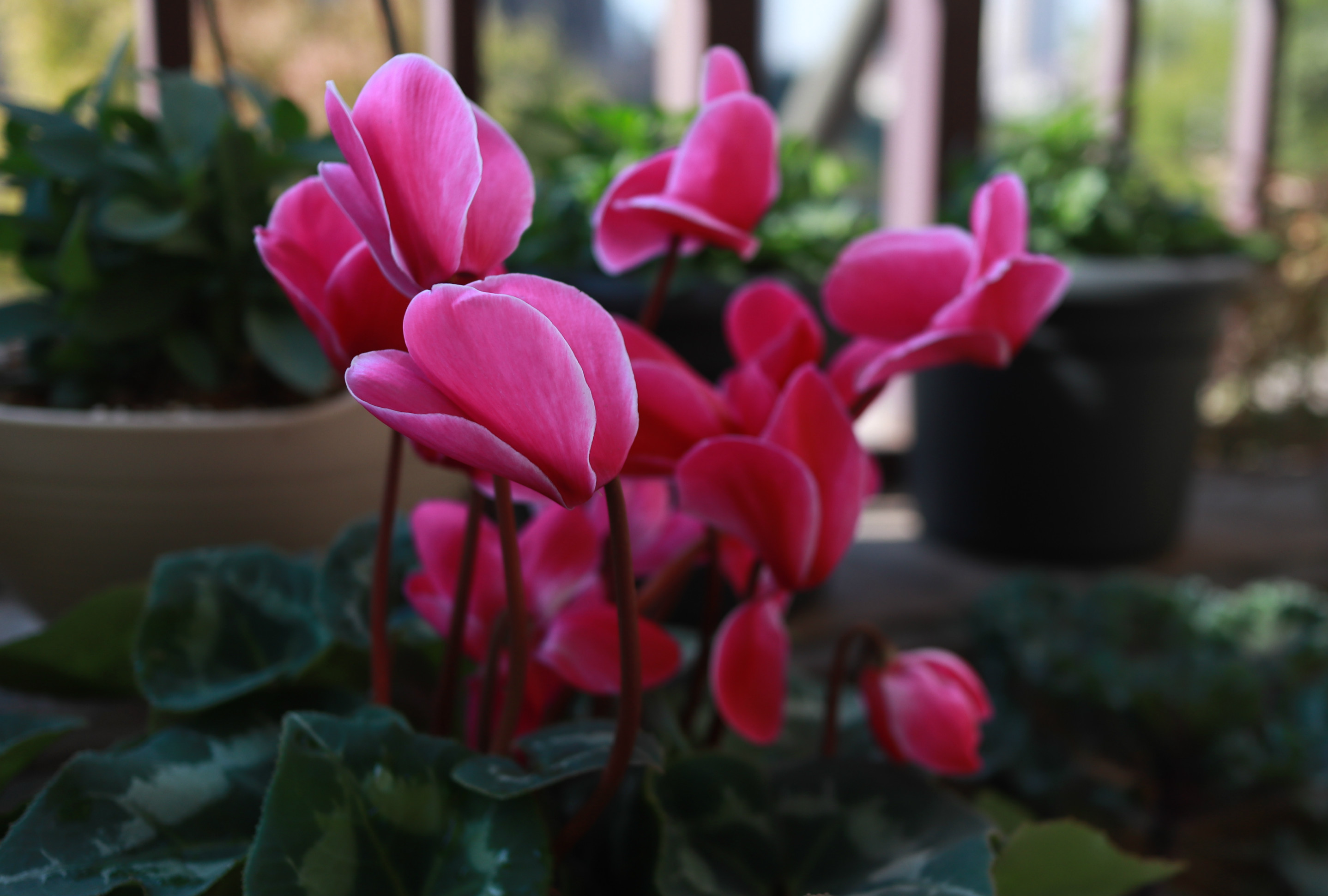 仙客来刚买了三天花茎发蔫弯下来,买回来的仙客来叶子打蔫了怎么办