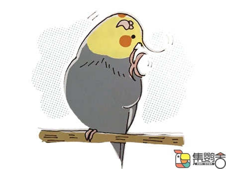 鹦鹉放飞有什么注意事项,鹦鹉放飞安全措施