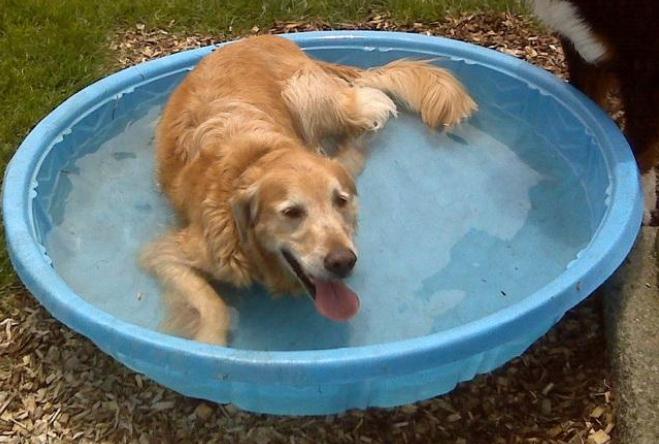 养狗必知！这样帮狗狗洗澡，让它不再“开溜”