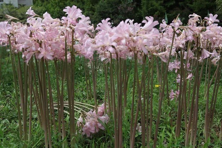 水仙花球怎么一直都不发芽,紫色水仙花怎么养