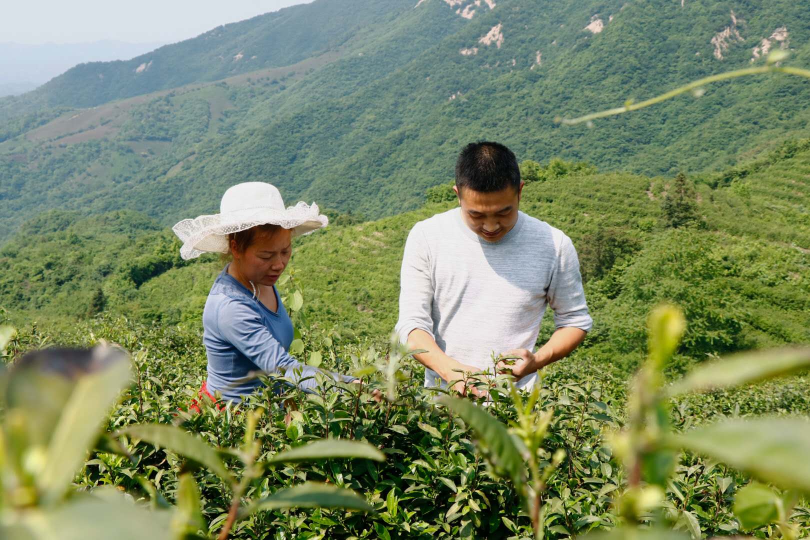 杀青轻重对信阳毛尖滋味的影响,信阳毛尖杀青到不到位的区别