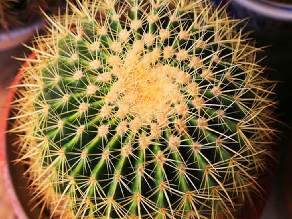 仙人球烂根了怎么处理,仙人球烂根的原因和解决方法