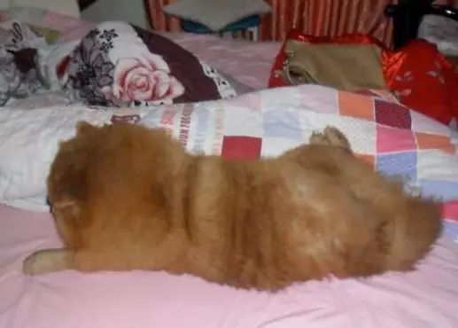 家里的狗为什么要嚎叫,为什么狗总想上床睡觉