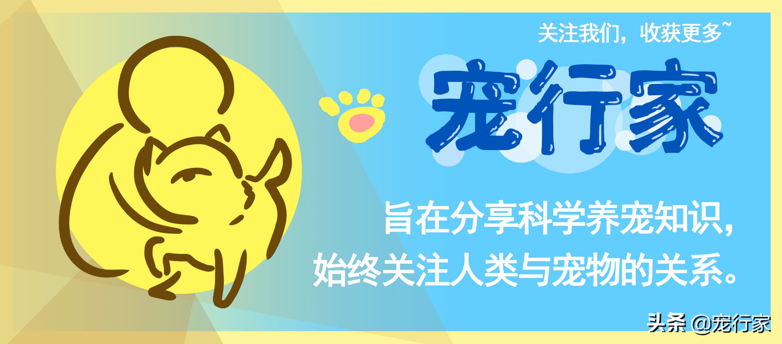 看着猫咪吃美食,看着猫咪吃老鼠猫咪会牙齿软吗