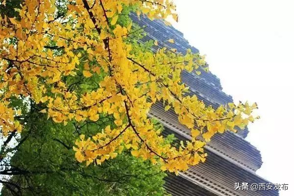 西安赏秋,西安赏秋红叶好去处