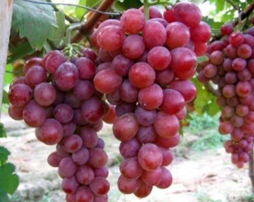 葡萄怎么挑选又甜又好,如何挑选又甜又好的葡萄