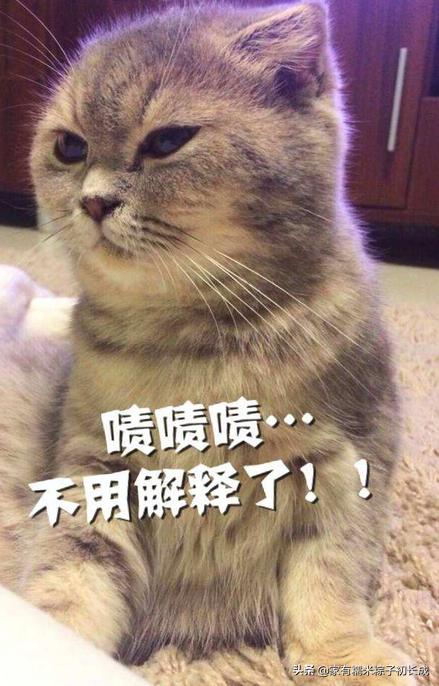 猫咪乱尿的原因和解决方法,猫咪乱尿的解决方法