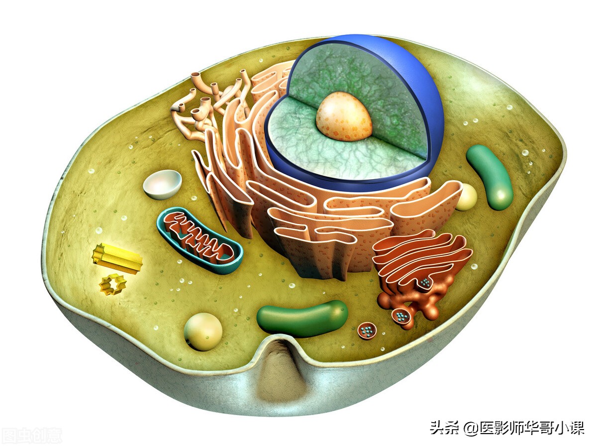 放射医学中级职称考试视频,放射技术中级专业知识