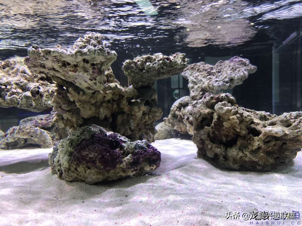 从零开始玩海缸的方法,从零开始玩海缸全过程