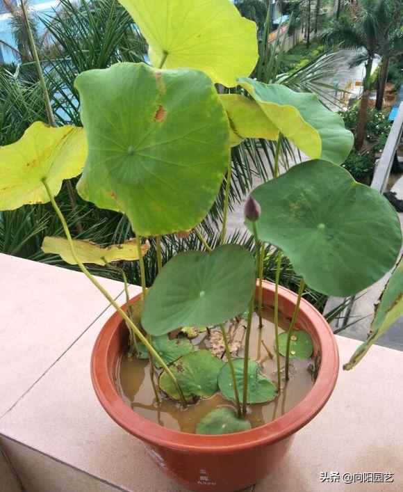 莲子培育盆栽荷花,一粒莲子可种多大的盆