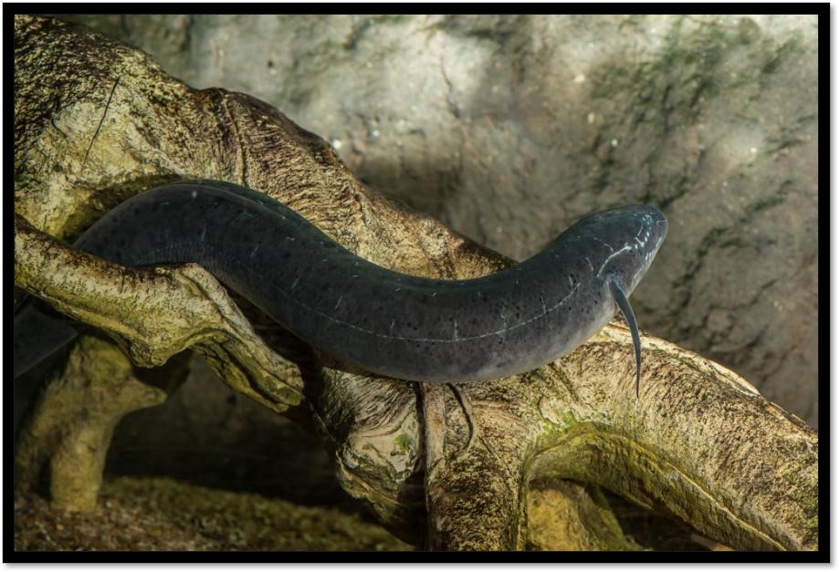 六一儿童节特别话题,六一儿童节问孩子有趣的问题
