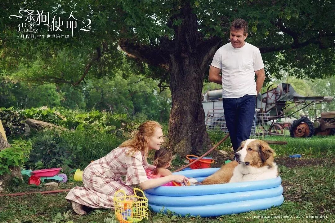 暖心治愈萌宠电影,萌宠电影超感人