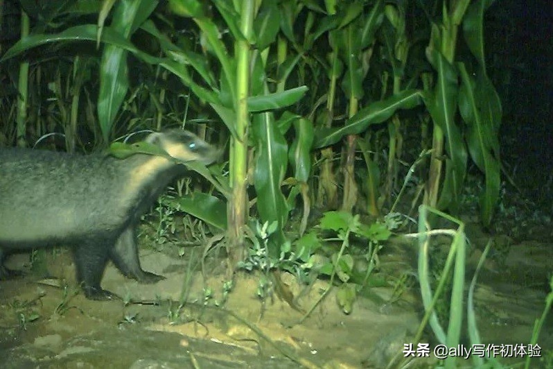 儿时夜晚捉迷藏,童年夜晚捉泥鳅