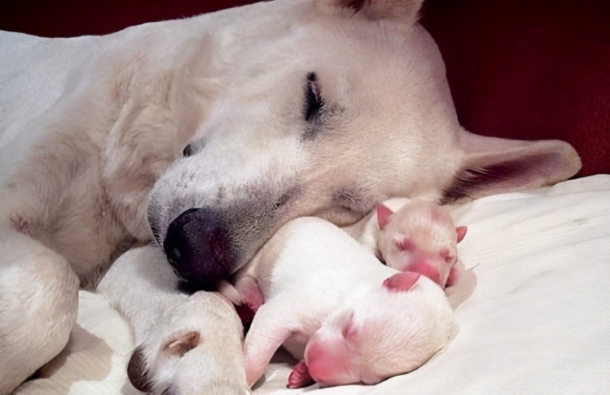 什么原因母狗会吃掉自己的孩子,母狗会不会吃自己的孩子