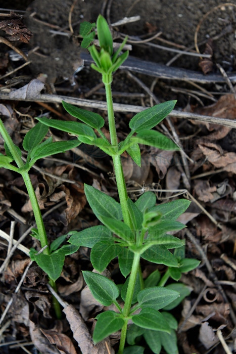 凉血的药对化瘀血有好处吗,血见愁跟茜草一样吗